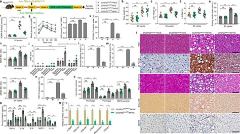 Hepatocyte Specific DUSP22 Overexpression Ameliorates HFHC Induced NASH