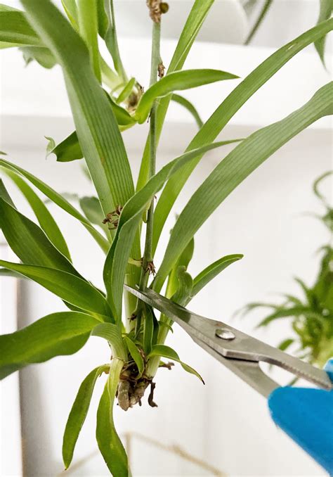 How To Easily Propagate A Spider Plant Made By Carli