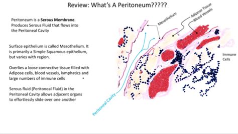 Peritoneum Flashcards Quizlet