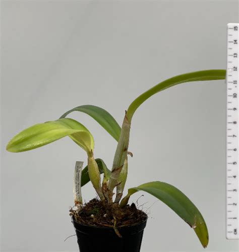 Cattleya Dubiosa Scully S HCC AOS X Cattlianthe Trick Or Treat