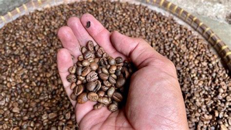 Harga Kopi Di Di Pesisir Barat Melesat Kini Rp 120 Ribu Per Kilogram