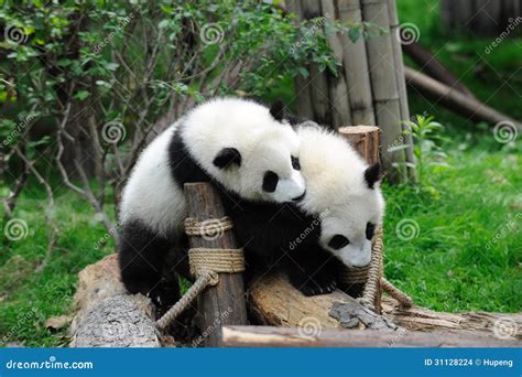 Two Baby Pandas Are Playing Stock Images Image 31128224