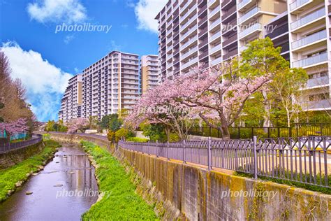 春の神奈川県横浜市栄区 満開の桜といたち川 写真素材 7163448 フォトライブラリー Photolibrary