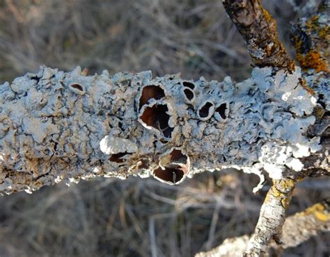 Eastern Speckled Shield Lichen Lichens Of Travis County INaturalist