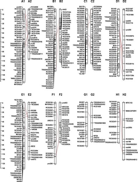 A Genetic Linkage Map Of The White Clover GA43 SRVR Eight