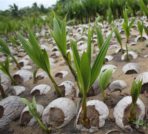 Como Plantar Em Cocos Como Plantar E Cuidar