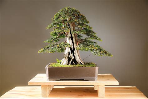 Банзай (Много фото!) - treepics.ru