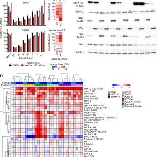 Mek And Src Inhibitors Synergistically Inhibit Proliferation A