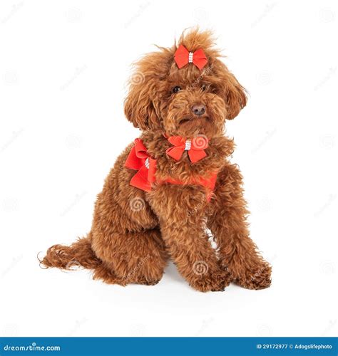 Poodle Dog Wearing Fancy Harness Stock Image - Image of groomed, poodle: 29172977