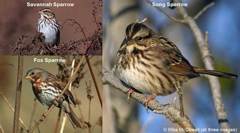 Great Backyard Bird Count Identification Primer - eBird Wisconsin