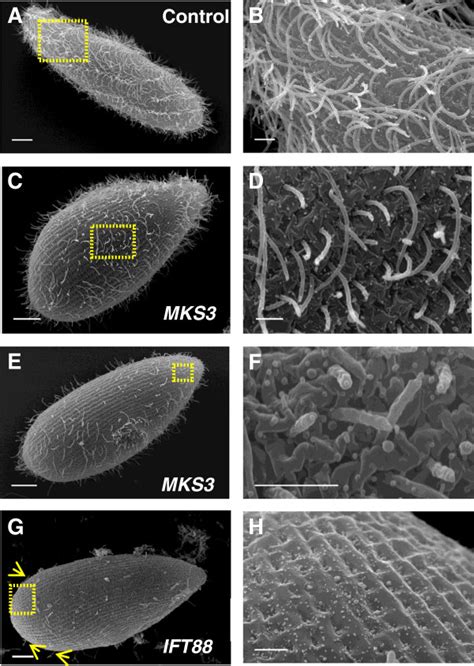 Mks3 Depleted Cells Have Sparse Cilia And Distorted Cell And Ciliary