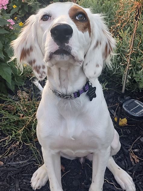 Vote For Ossa Above Beyond English Setter Rescue Star Search