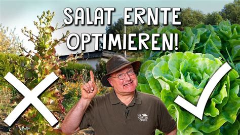 Salat Richtig Anbauen Der Salat Ratgeber Von Der Gartencoach