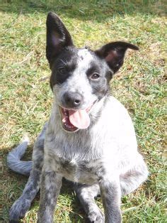 39 Lab Blue Heeler Mix ideas | heeler mix, blue heeler, heeler