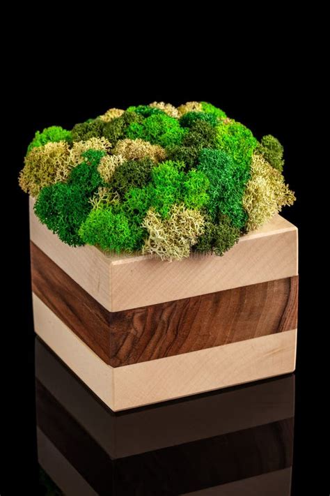 Modern Eco Friendly Decor Made Of Wood And Colored Stabilized Moss On A