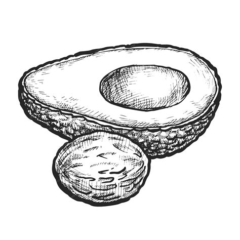 Premium Vector | Realistic vector sketch of avocado alligator pear