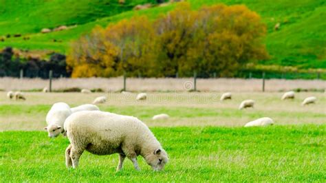 Rebanho De Ovinos Em Campos Verdes E No Meio Natural De Montanha Em