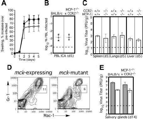 MCMV Replication And Dissemination In MCP 1 CCR2 Mice A