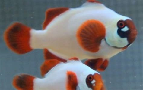 Clownfish Saltwater Fish Species | Tank Facts