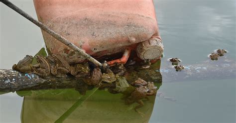 Iberian Water Frog Or Perez S Frog Pelophylax Perezi Flickr