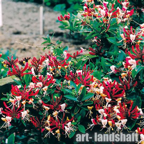 Жимолость вьющаяся "Serotina" (Серотина) - купить в Екатеринбурге