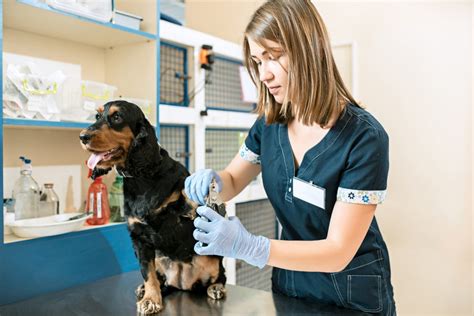 Vantagens De Fazer Curso T Cnico Em Veterin Ria