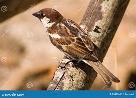 Brown Songbird Sparrow Royalty Free Stock Photo - Image: 25023605