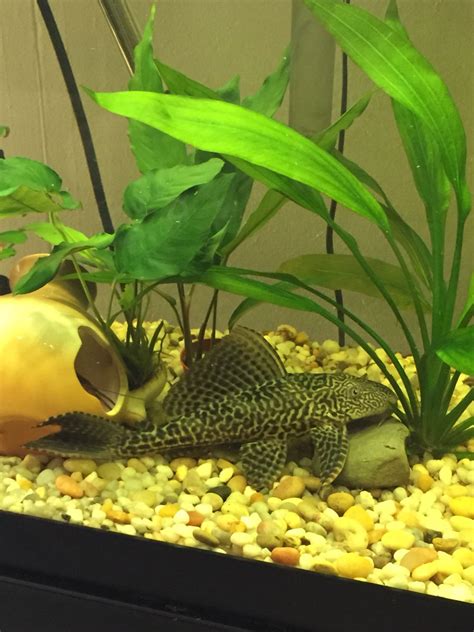 Baba The Pleco In 55 Gallon Tank 55 Gallon Tank 55 Gallon Angel Fish