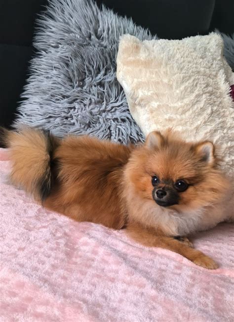 Pomeranian Szpic Miniaturowy Male Ka Dziewczynka Lublin Olx Pl