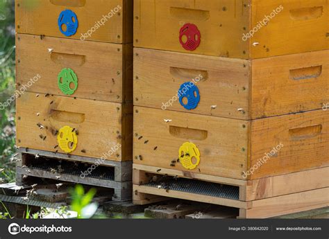 Gros Plan Sur Les Abeilles Volantes Ruche Abeilles Bois Image Libre De