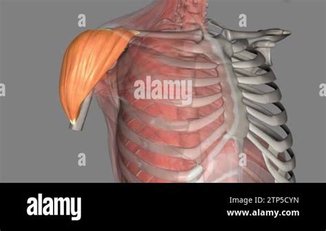 The Deltoid Muscle Is A Large Triangular Shaped Muscle That Lies Over