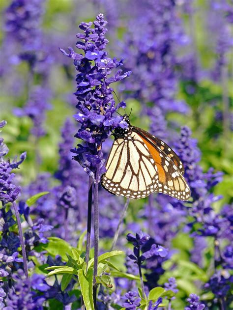 Lavender Butterfly by DarthIndy on DeviantArt