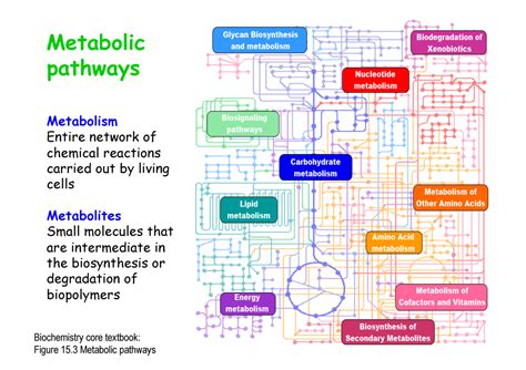 BIOL10212 L14 2023 Slides Metabolic Pathways Metabolism Entire