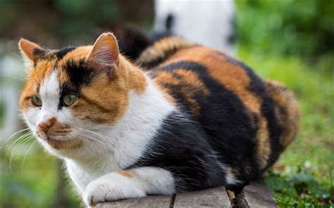 Raça American Wirehair História Cuidados E Características Deste Gato