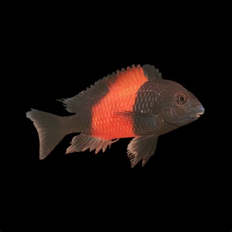 Tropheus Bemba Orange Flame Tanganyikan African Cichlids 4cm Sims