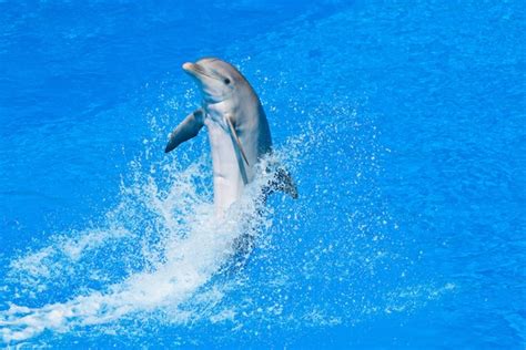 Bottlenose Dolphin In Captivity Dolphins World