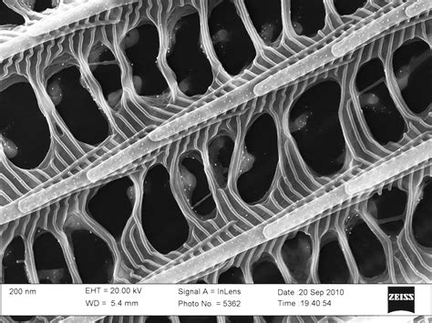 Scientific Image - Nanoscale Structures on a Blue Morpho Butterfly Wing | NISE Network