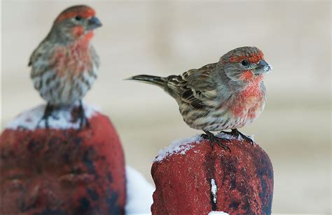 House Finch | Bird house kits, Pet shop, Backyard birds