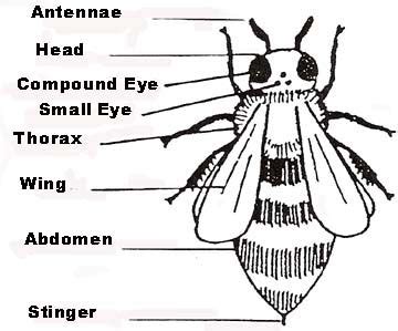 1000+ images about Bee Project for class on Pinterest | Crafts, Life cycles and Fingerprints