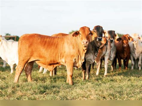 Braford Brahman More Replacement Heifers J J Cattle Co