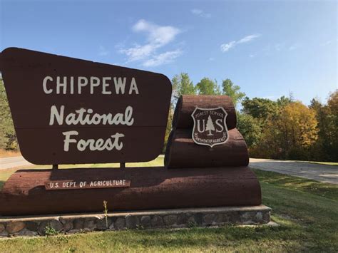 Timber salvage projects at Chippewa National Forest – Bemidji Now