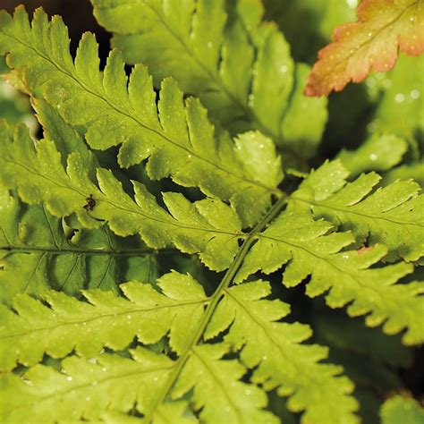 Polystichum Fern - Muddy Trowel