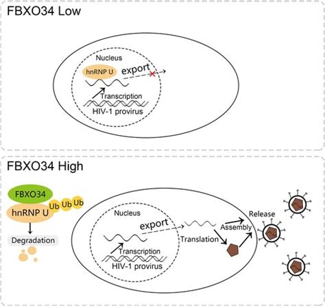 Full Article Fbxo34 Promotes Latent Hiv 1 Activation By Post