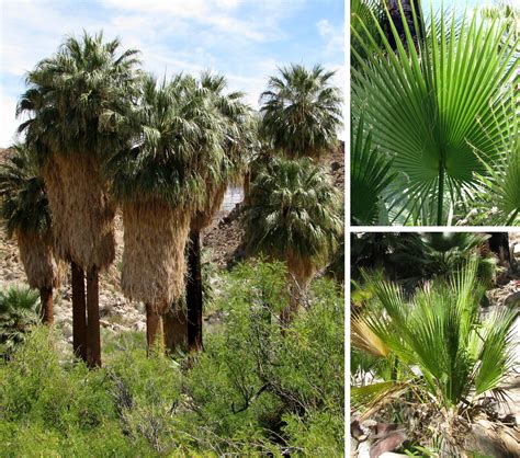 Washingtonia Filifera California Fan Palm Wildflowers Of Joshua