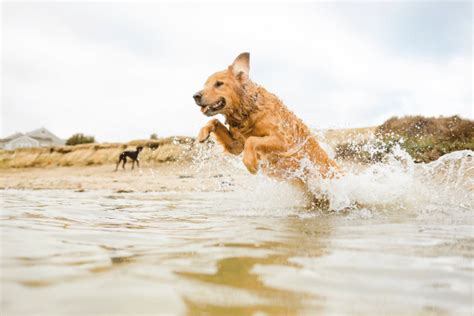 Sonnencreme für Hunde so schützt du deinen Hund vor Sonnenbrand