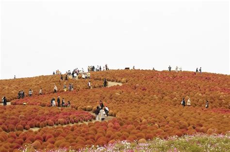 Hitachi Seaside Park, Japan | 20 Unbelievably beautiful places.