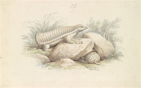 Pink Fairy Armadillo free public domain image | Look and Learn