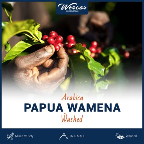 Jual Papua Wamena Arabica Green Bean 1Kg Biji Kopi Mentah Jakarta