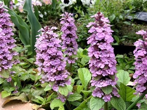 horti  greensnap