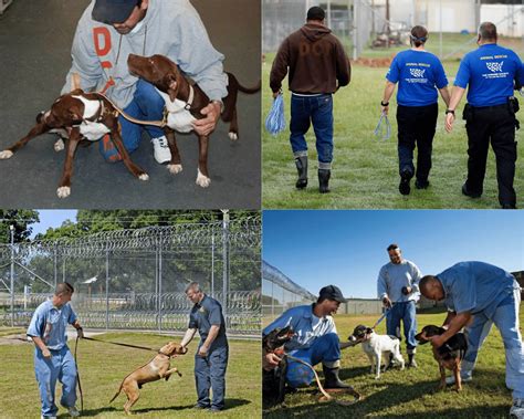 pets & pals animal shelter 4
